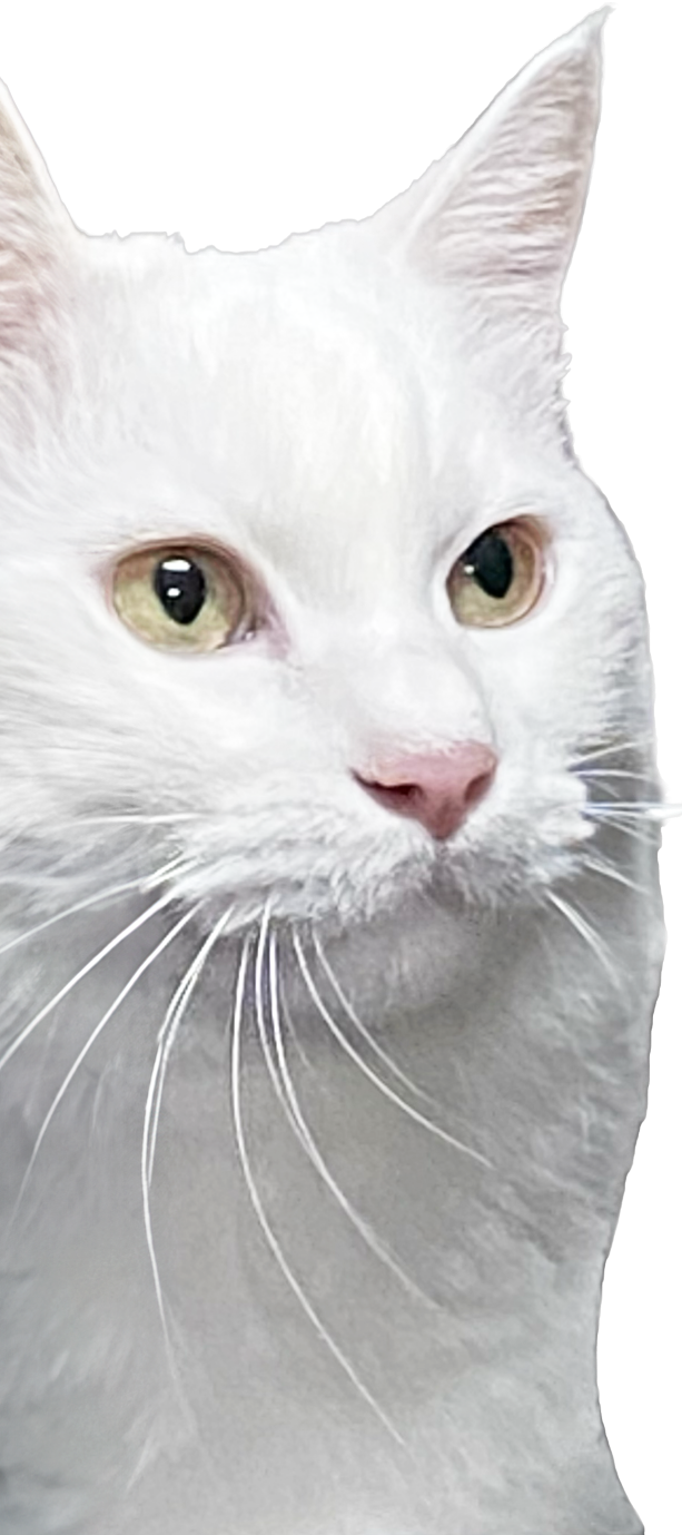 고양이